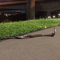 Video shows 2 venomous many-banded kraits 'fighting' in Taipei riverside park