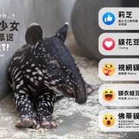 【最新】台北市立動物園新生馬來貘女娃命名投票　結果出爐!