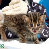 Rescued leopard cat cub nearly adopted as pet in central Taiwan
