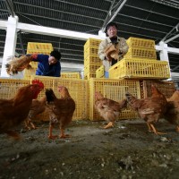 WHO calls for urgent investigation into human transmission of bird flu as cases spike in China