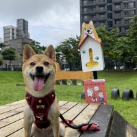 New Taipei City installs Shiba Inu-styled dog waste bag dispensers