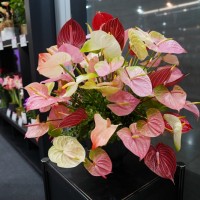 New flower varieties make their debut in Taipei exhibition