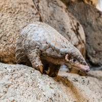 Prague mayor eagerly prepares for arrival of Taipei Zoo pangolins