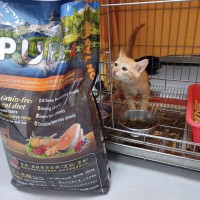 Taiwanese company offering one year’s free pet food for adopting special needs animals