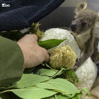 Taipei Zoo to hand-raise motherless koala joey
