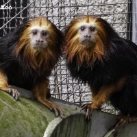 Golden marmosets debut in Taipei Zoo