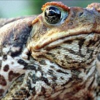 Taiwan fighting to stave off invasion by cane toads