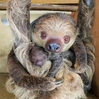 South Taiwan zoo welcomes baby sloth, will reopen ahead of schedule