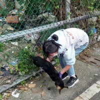 East Taiwan county investigating deaths of 14 dogs
