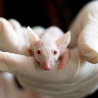 Scientist bitten by mouse in Taipei lab before testing positive for COVID