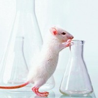 Taiwan scientist bitten by mice twice before testing positive for COVID