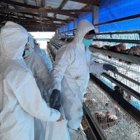 Central Taiwan egg farm culls 16,000 chickens after H5N2 outbreak