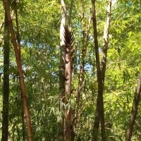 林業試驗所：竹類是臺灣重要資源 妥善經營對二氧化碳吸存貢獻大