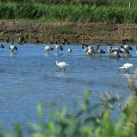 Taipei’s Guandu Nature Park changes status to wetlands for stronger protection