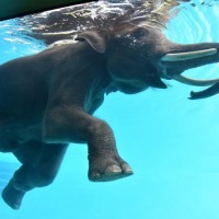 【大象在游泳】泰國動物園大象水族箱秀 引爆虐待動物爭議