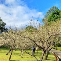 Plum trees in bloom at Jiaobanshan Residence in Taiwan’s Taoyuan