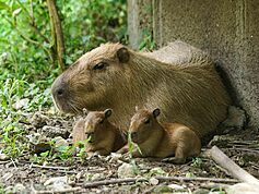 Taipei Zoo’s capybaras sneak out of pen for quick stroll