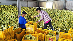 Pomelo farmers in Taiwan stunned by China ban