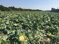 Group of women 'harvest' south Taiwan cabbage patch uninvited