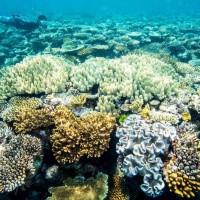 澳洲大堡礁回春 珊瑚產卵密如飛雪