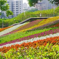 Taipei’s 2022 flower show season begins with camellias on Jan. 7