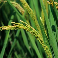 台灣水稻收入保險正式開辦　農委會籲農民把握時間投保以維權益