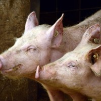 泰國證實為非洲豬瘟疫區　即起攜其豬產品入境台灣罰20萬