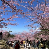 Cherry blossoms blooming in mountainous park in south Taiwan