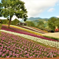 Rows of blooming flowers in Taipei’s Beitou available for viewing from Jan. 20