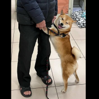 Runaway Shiba Inu shown 'grinning' when reunited with owner in northern Taiwan