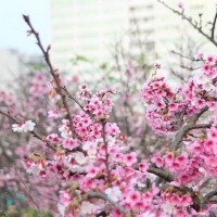 Taipei's Lohas Cherry Blossom Festival to last until Feb. 28 this year
