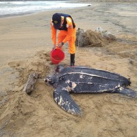 Endangered leatherback sea turtle rescued from New Taipei beach