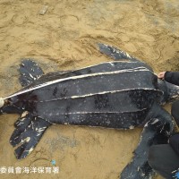 Leatherback sea turtle dies after rescue from Taiwan beach