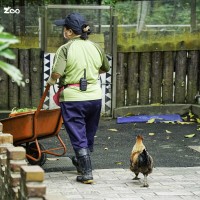 Newborn chicks at Taipei Zoo imprint on zookeeper, follow everywhere