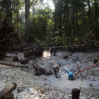 巴西亞馬遜雨林處境堪憂  1月消失面積竟達7個曼哈頓