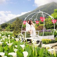 Calla lily season begins at Taipei’s Yangmingshan