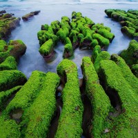 【季節限定美景】老梅石槽綠了！台灣北海岸抹茶絨毯只限3到5月