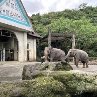 Taipei Zoo animals would be evacuated according to extinction risk in event of war