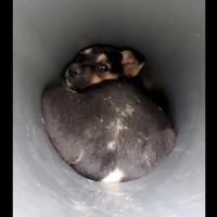 Puppy saved after being stuck for over one week in south Taiwan pipe