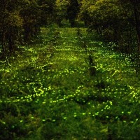 Firefly season at Hualien forest park in eastern Taiwan has begun