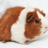 Southern Taiwan woman sentenced to 30-days in jail for killing guinea pig