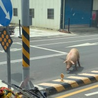 Central Taiwan residents sent on ‘wild pig chase’ after animal escapes