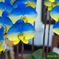 Taiwan orchid show opens with tribute to Ukraine