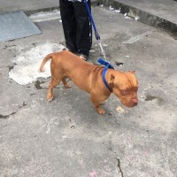 Authorities to determine whether dog that attacked toddler in south Taiwan is pit bull