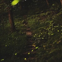 Fireflies on view at Taipei’s Tiger Mountain