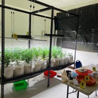 Four Taiwanese arrested for growing marijuana at rented houses 