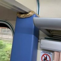 Snakes on a train: Serpent spotted on train in northeast Taiwan