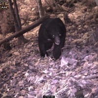 Formosan black bear sightings reported in Taiwan's Yushan National Park