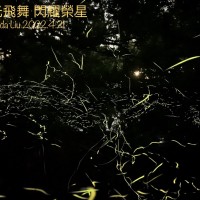 環境生態指標生物 臺北榮星花園螢火蟲季登場