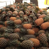 Taiwanese pineapples make it into Japan’s school lunches